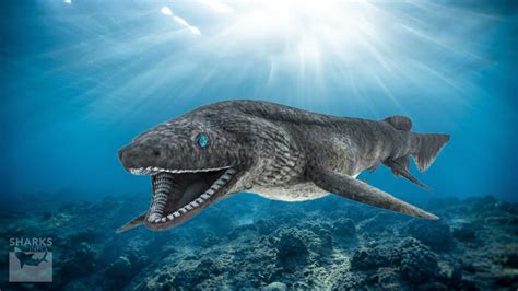 gw2 frilled shark.